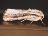 Callixena versicolora
